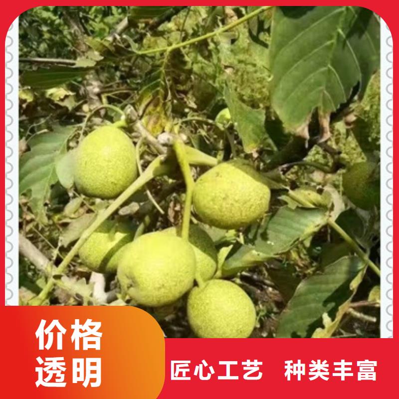 核桃苗花椒苗以質(zhì)量求生存