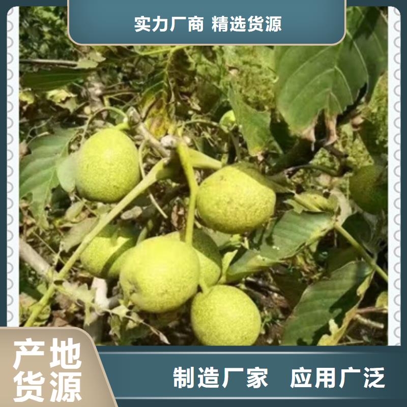 核桃苗花椒苗以質量求生存