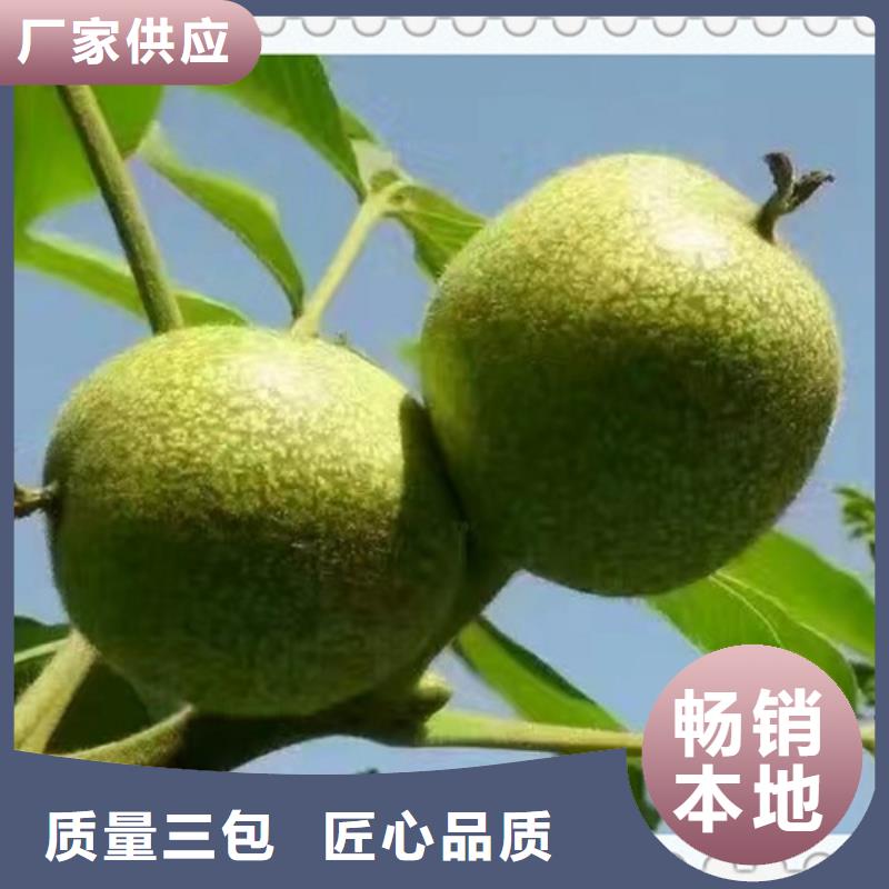 核桃苗山楂苗誠信廠家