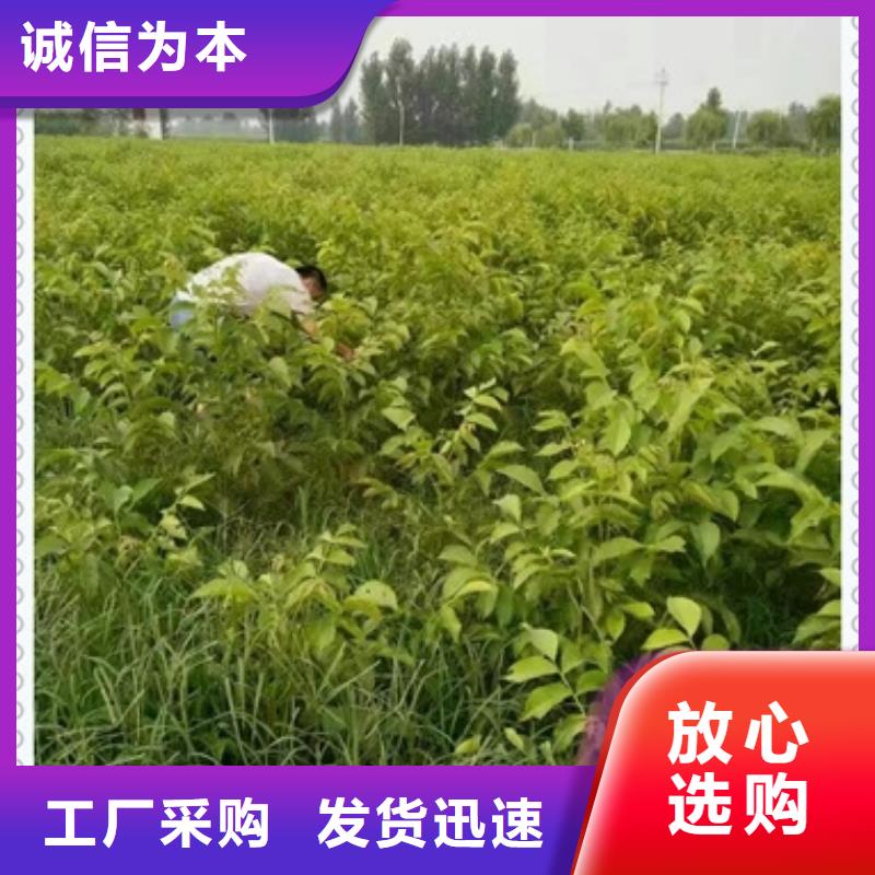 核桃苗-梨樹苗定制定做