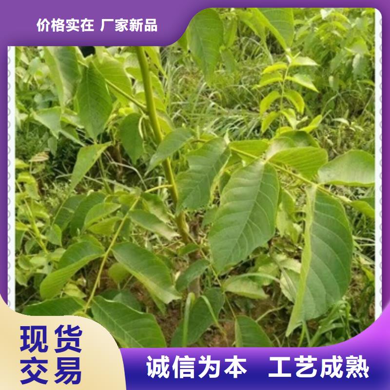 【核桃苗】李子苗供您所需