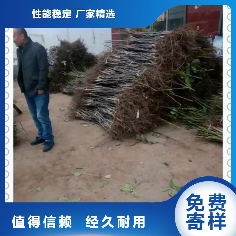 核桃苗_藍莓苗自有生產工廠