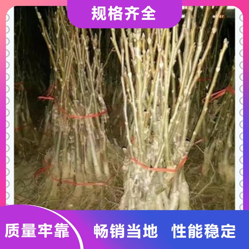 核桃苗花椒苗廠家實力雄厚