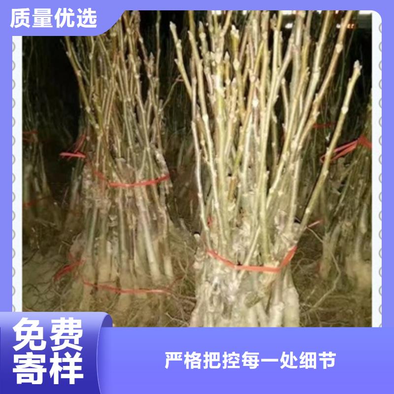 核桃苗苹果苗详细参数