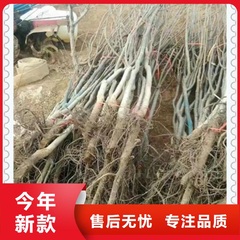 核桃苗-梨樹苗定制定做
