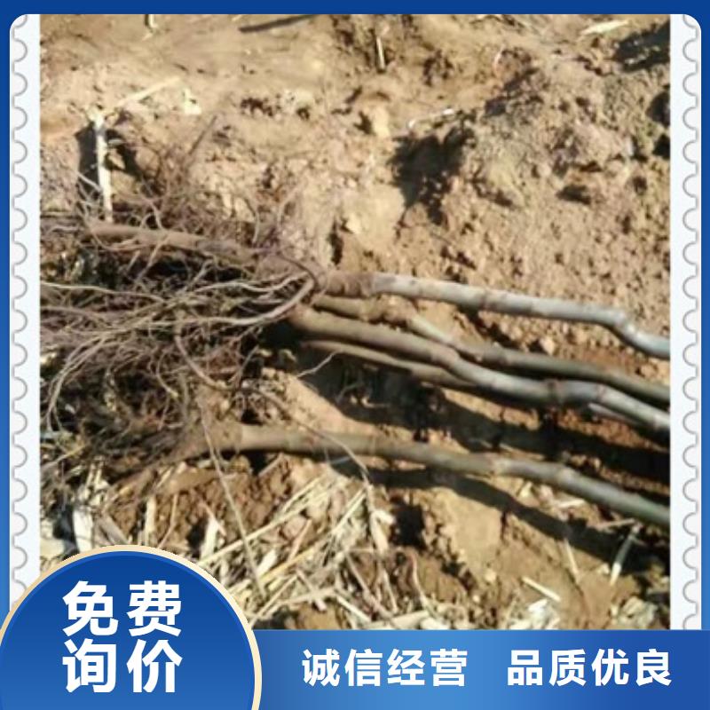 【核桃苗】_葡萄苗闪电发货