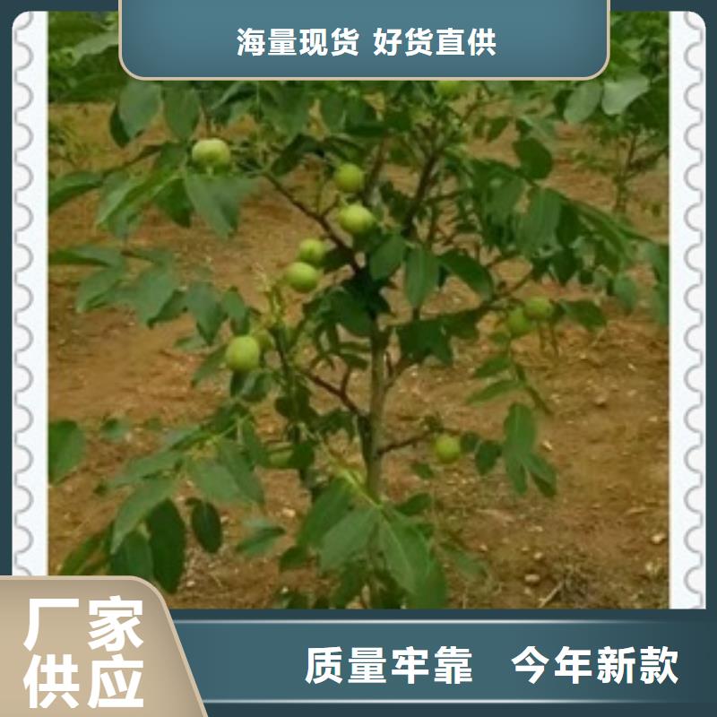 核桃苗,板栗苗行業(yè)優(yōu)選