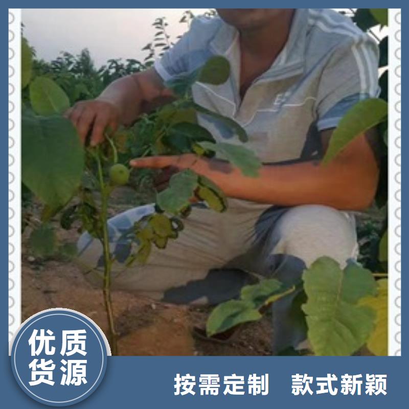 【核桃苗】_葡萄苗闪电发货