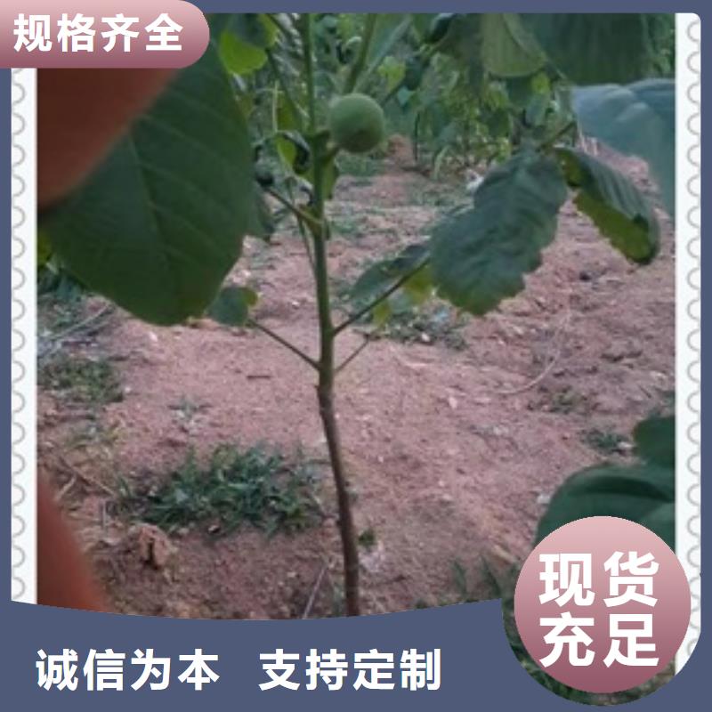 核桃苗-苹果苗厂家采购