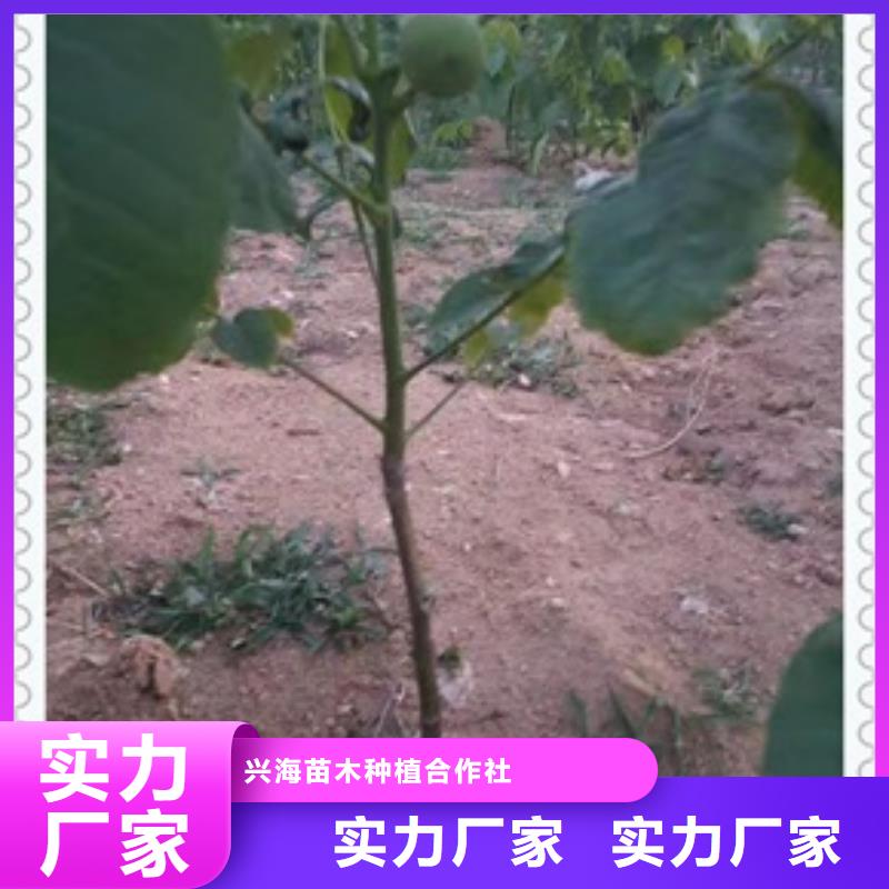 核桃苗花椒苗廠家實力雄厚