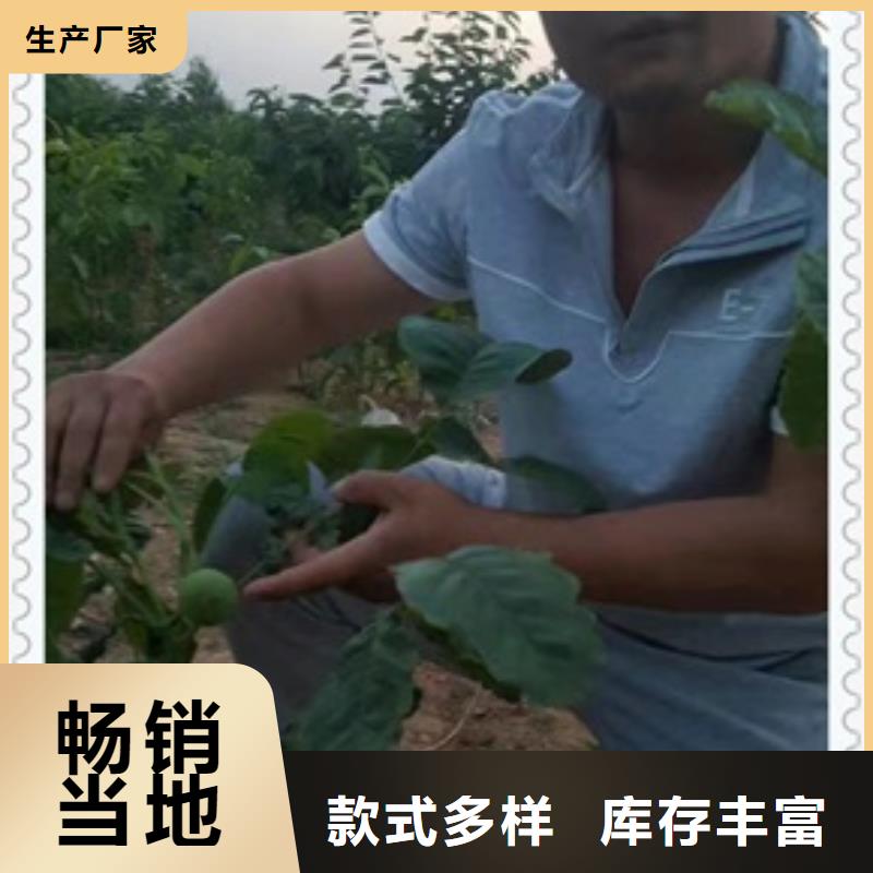 核桃苗-山楂苗支持拿樣
