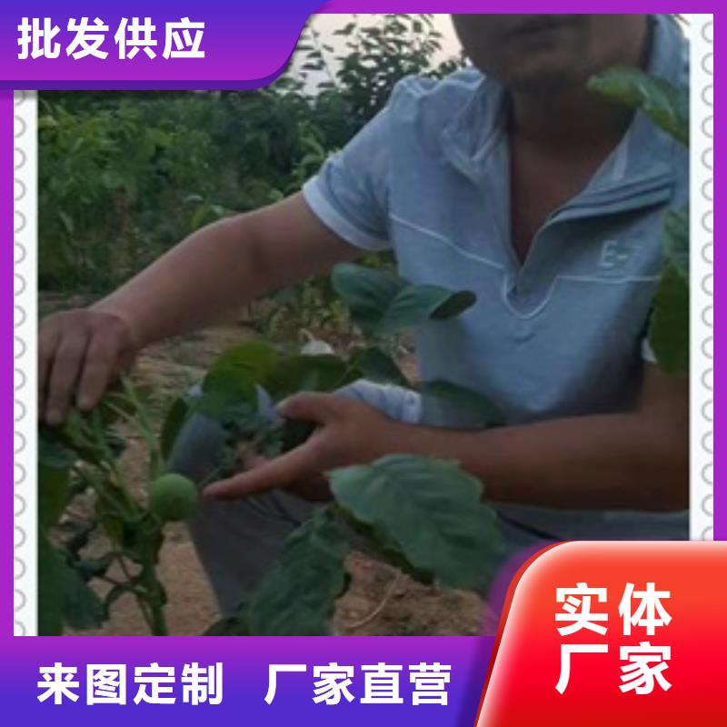 核桃苗,板栗苗行業優選