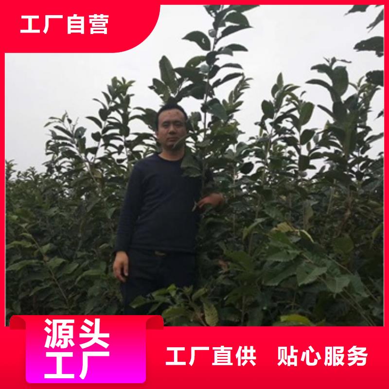 板栗苗李子苗今年新款