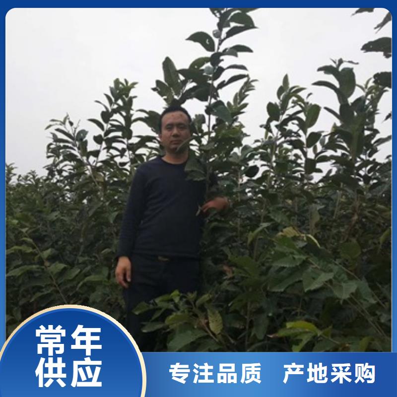 【板栗苗,蘋果苗產地貨源】
