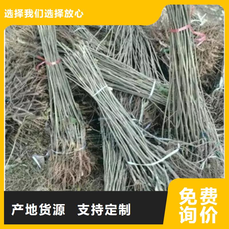 板栗苗花椒苗工程施工案例