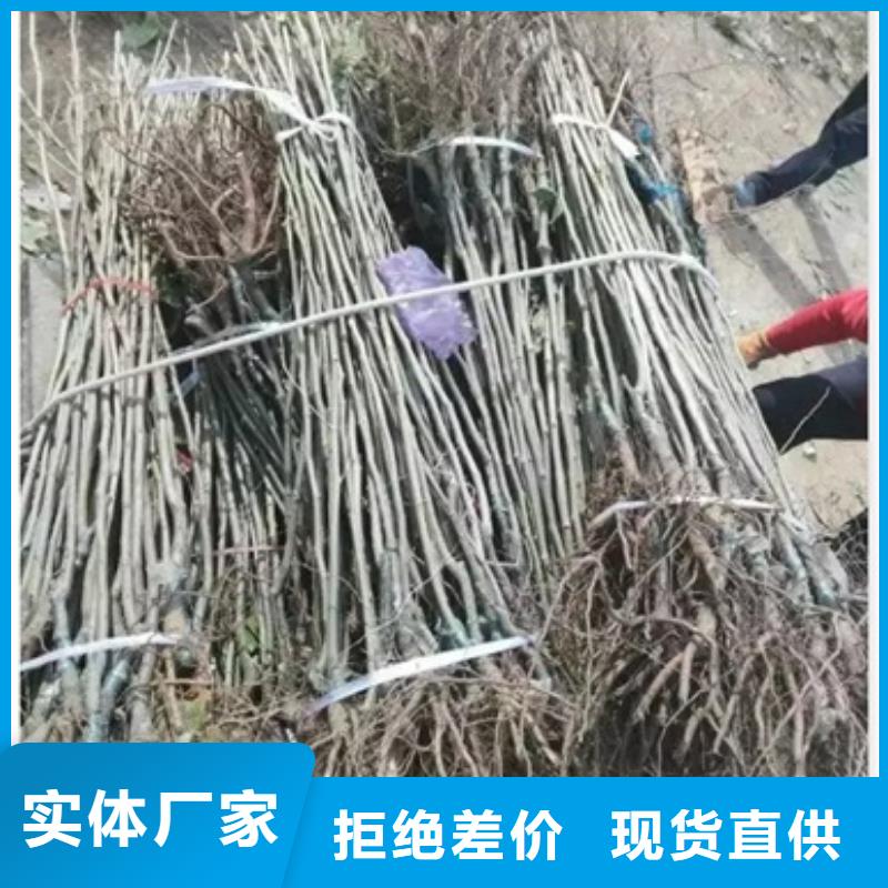板栗苗李子苗今年新款