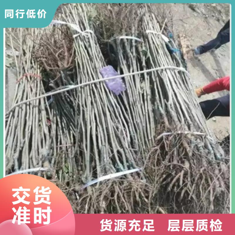 板栗苗核桃苗当地货源