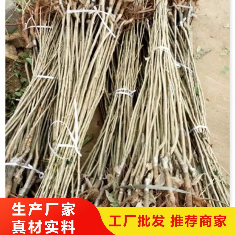 板栗苗藍莓苗規格齊全實力廠家