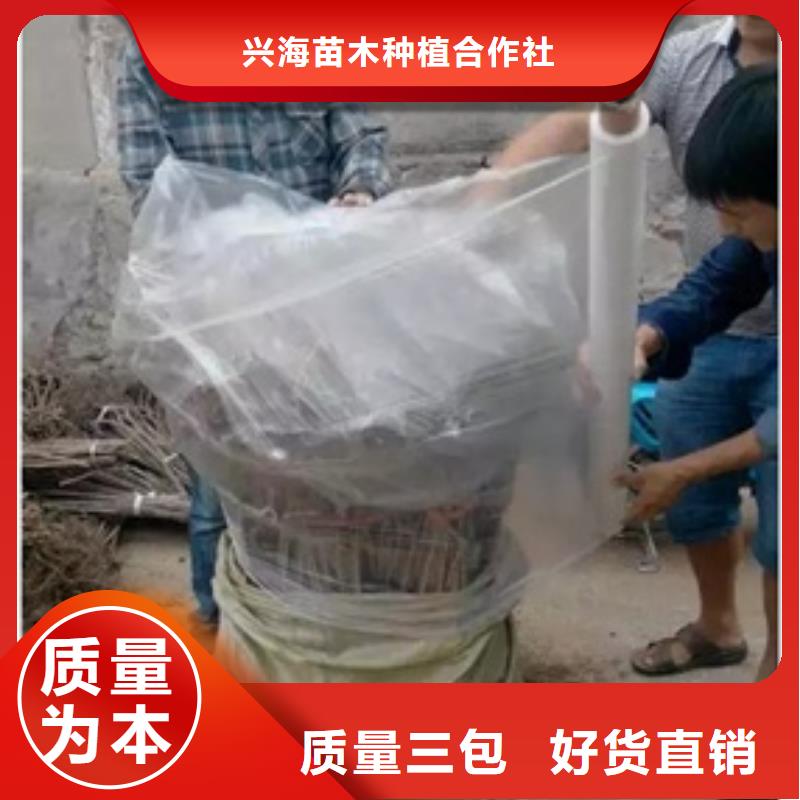 板栗苗,山楂苗一站式廠家