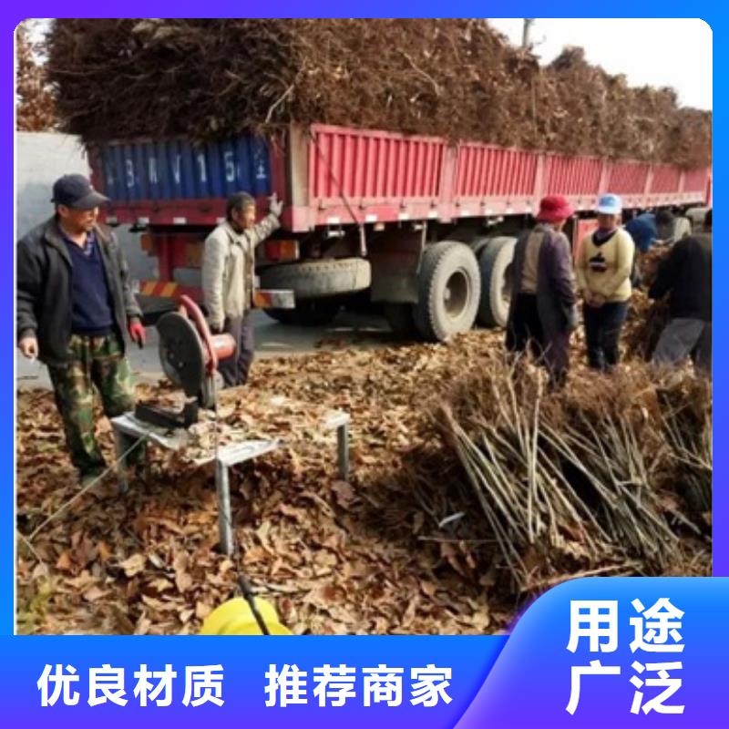 板栗苗藍莓苗規格齊全實力廠家