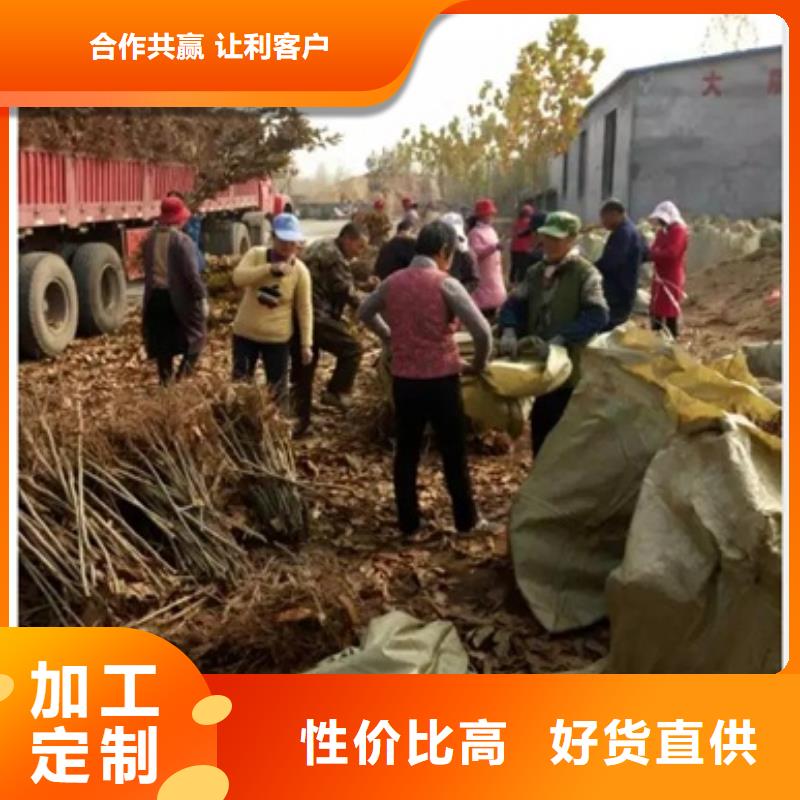 板栗苗對質量負責