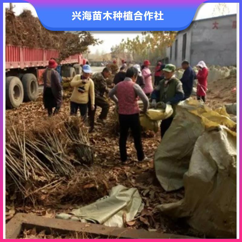 板栗苗花椒苗工程施工案例
