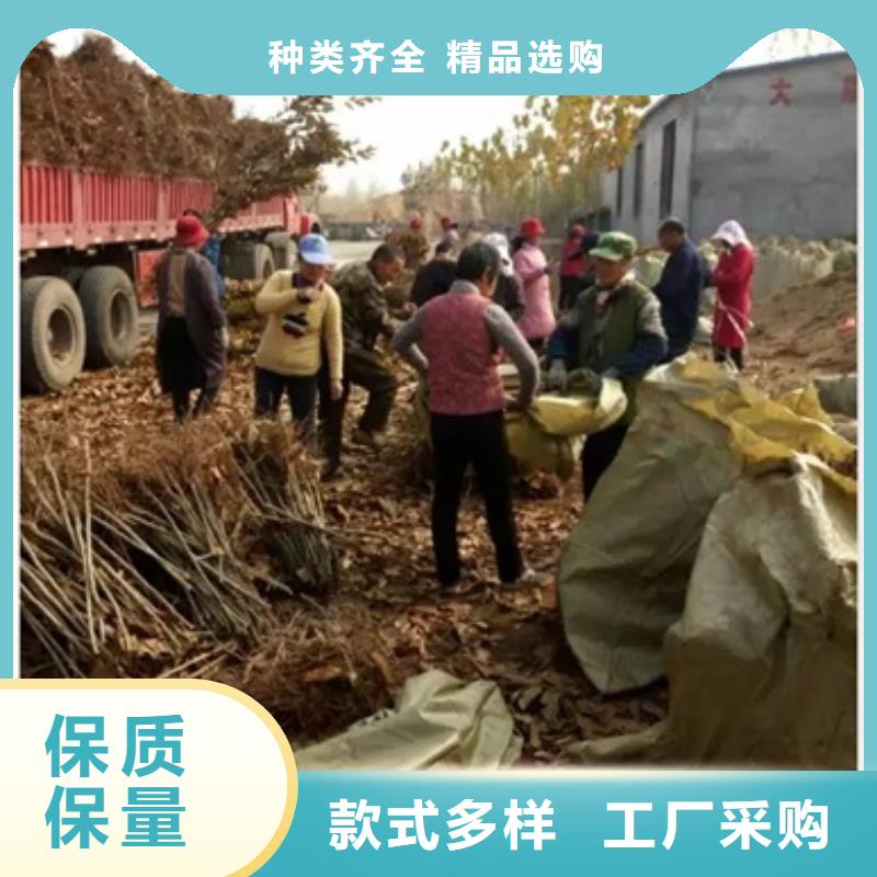 板栗苗藍莓苗規格齊全實力廠家