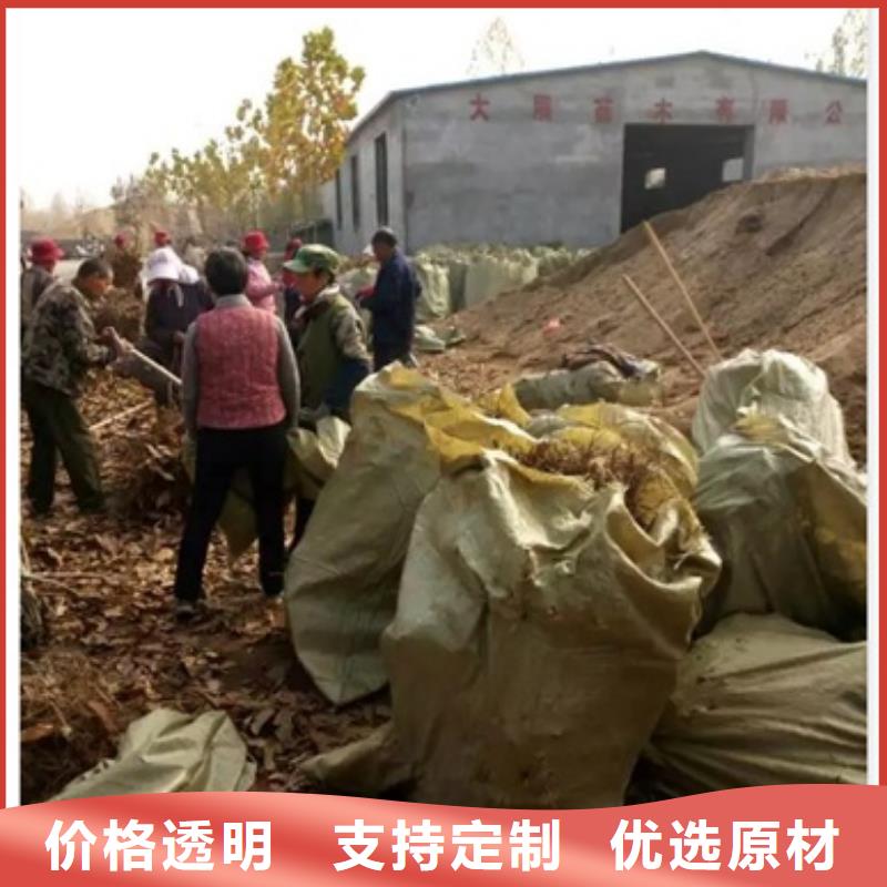 板栗苗花椒苗产品实拍