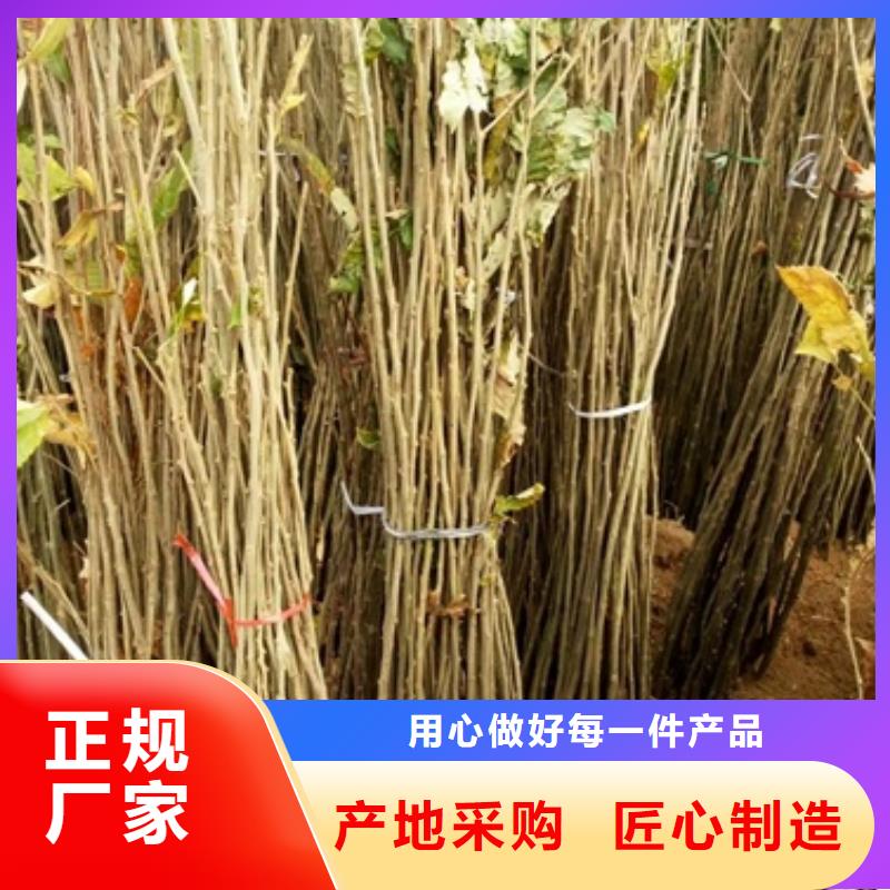 板栗苗花椒苗工程施工案例