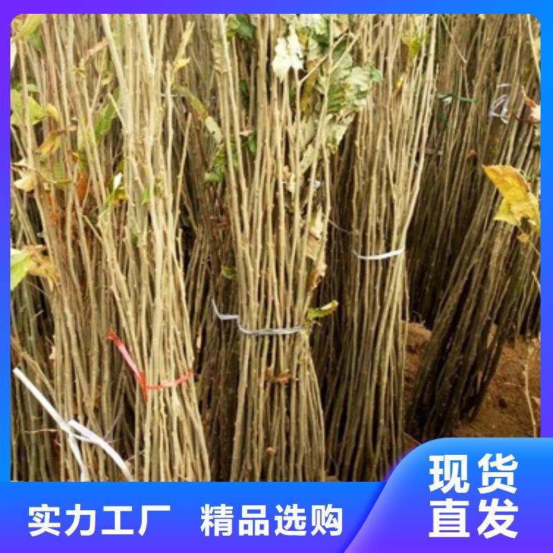 板栗苗蘋果苗技術先進