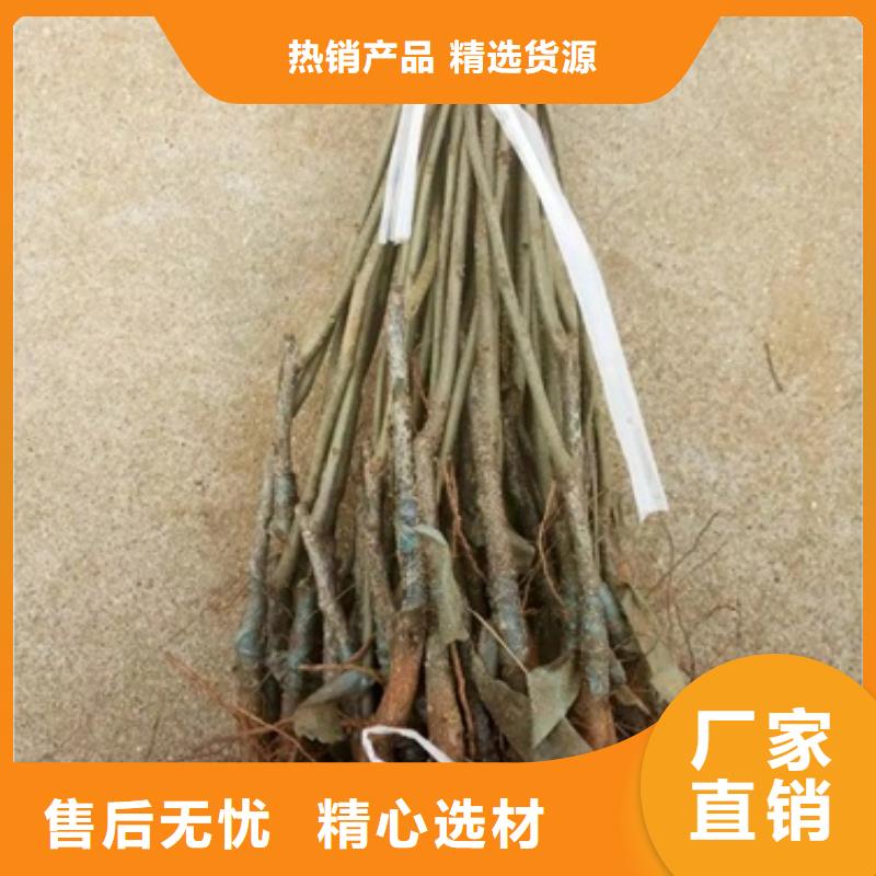 板栗苗-桃樹苗品質保障價格合理