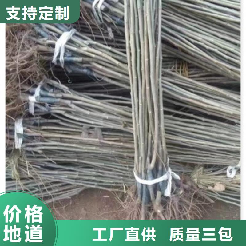 板栗苗對(duì)質(zhì)量負(fù)責(zé)