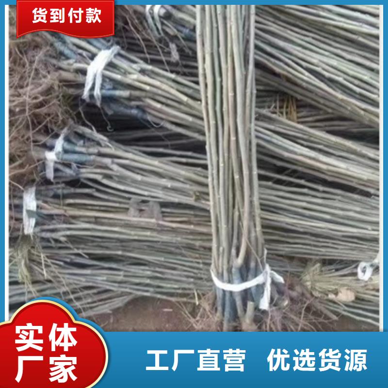 板栗苗蘋果苗技術先進