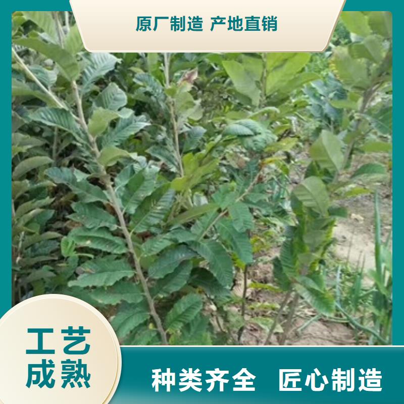 板栗苗桃樹苗一件也發貨