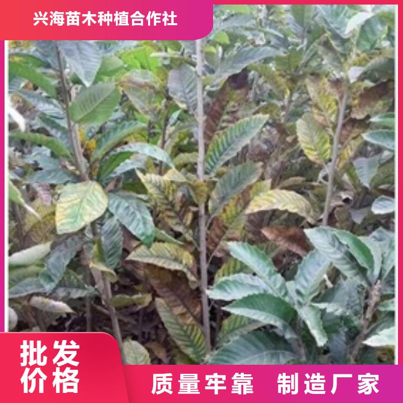 板栗苗_蓝莓苗产品细节