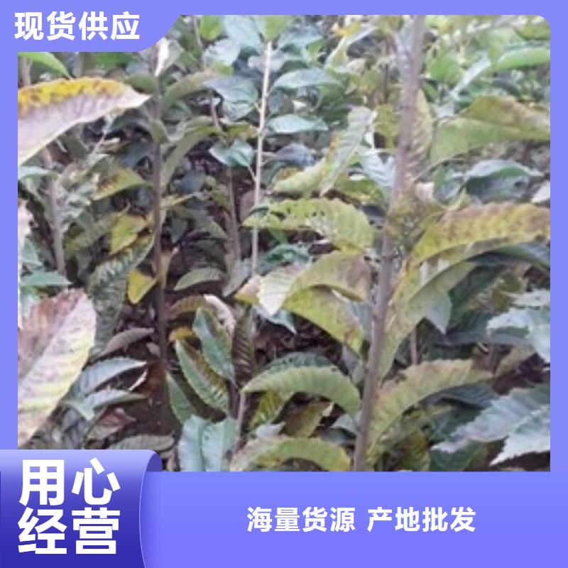 板栗苗對質量負責