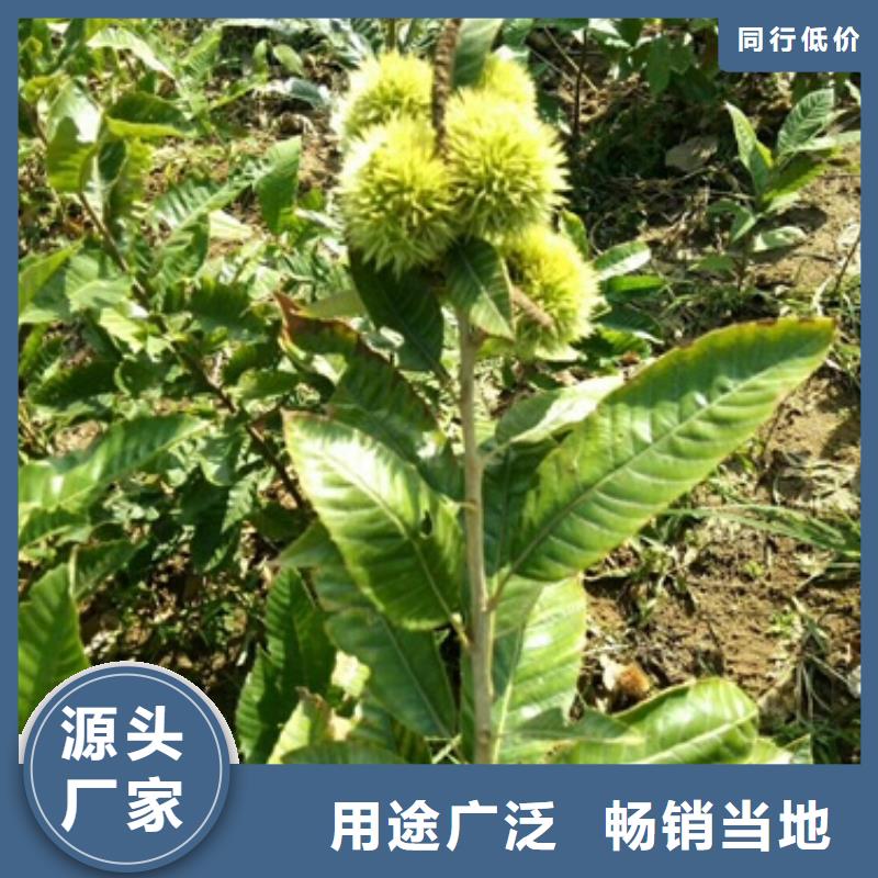 板栗苗,藍莓苗現貨銷售