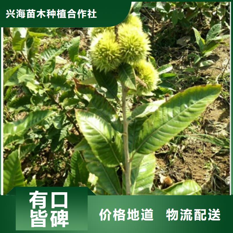 板栗苗藍(lán)莓苗規(guī)格齊全實(shí)力廠家