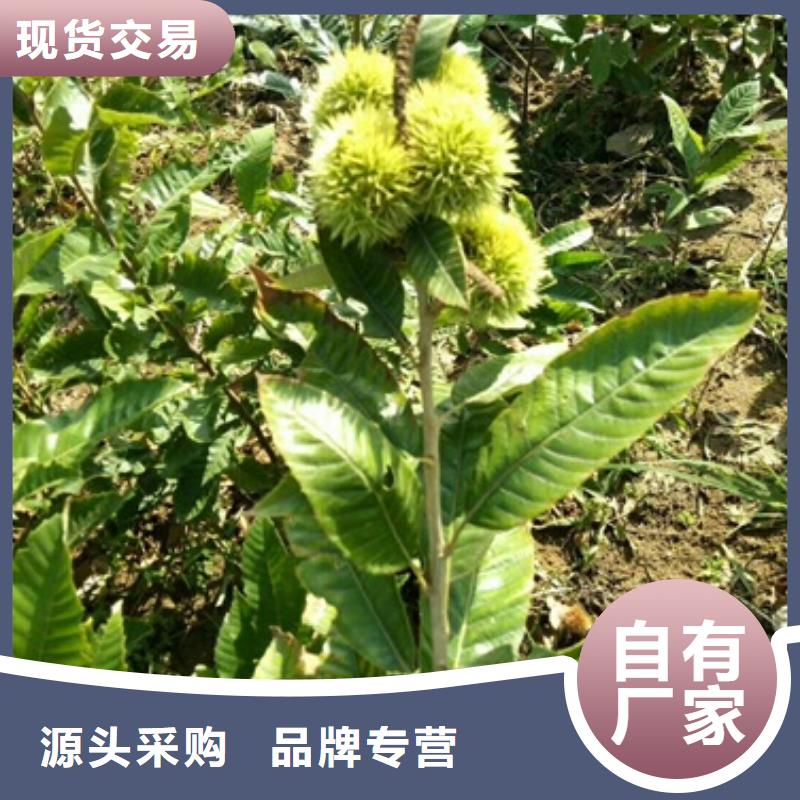 板栗苗對質(zhì)量負責
