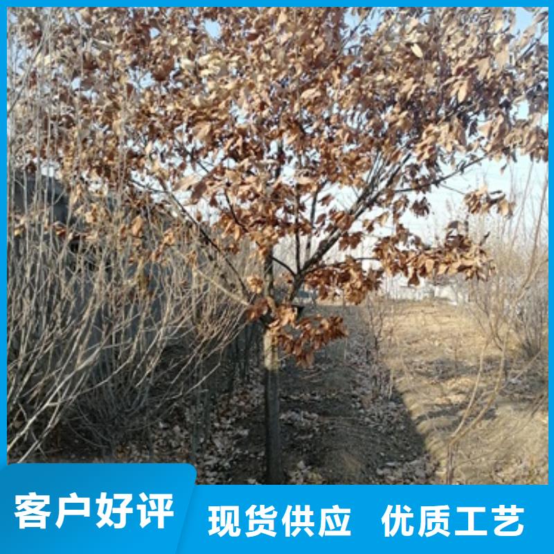 板栗苗實(shí)體廠家支持定制