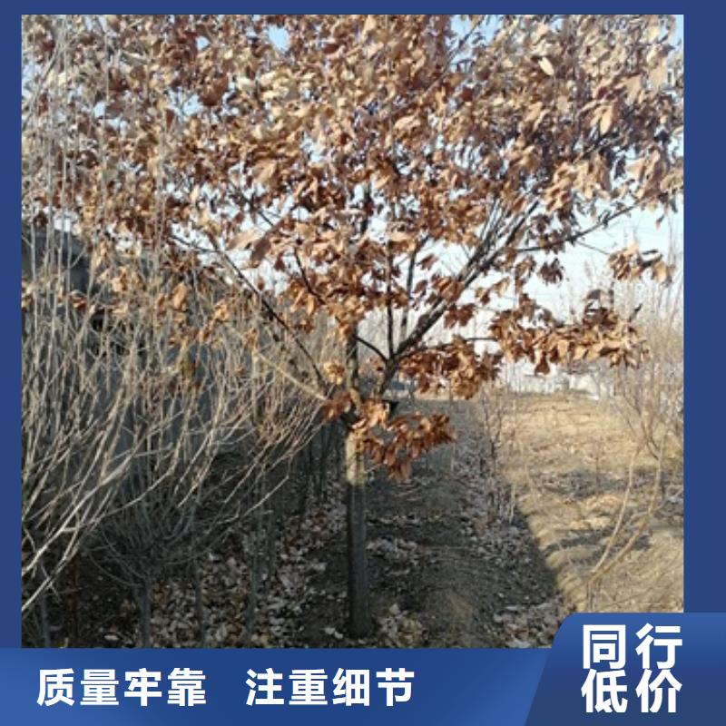 板栗苗李子苗今年新款