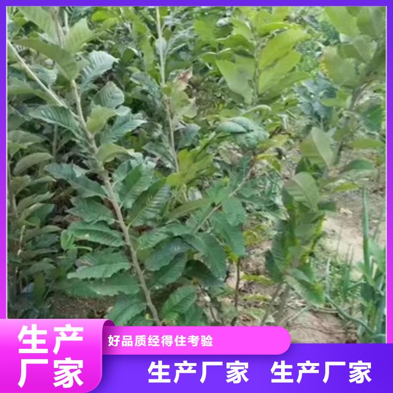 【板栗苗】,核桃苗应用广泛