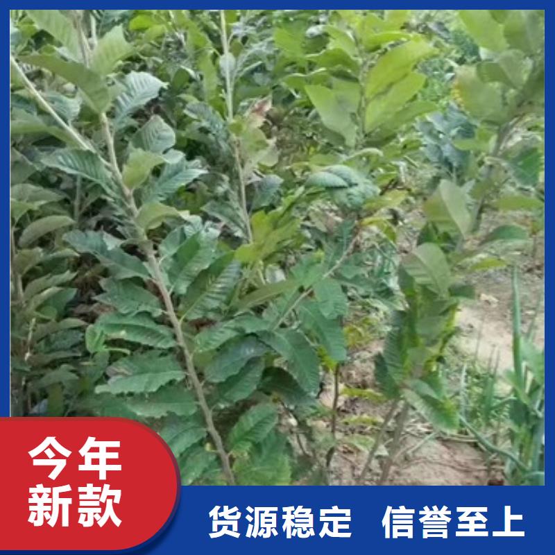板栗苗藍莓苗規格齊全實力廠家