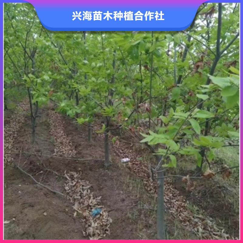 板栗苗_蓝莓苗产品细节