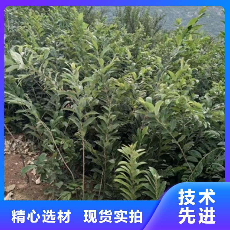 【板栗苗】花椒苗价格透明