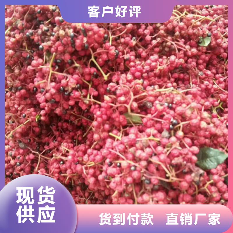 花椒苗板栗苗廠家技術(shù)完善