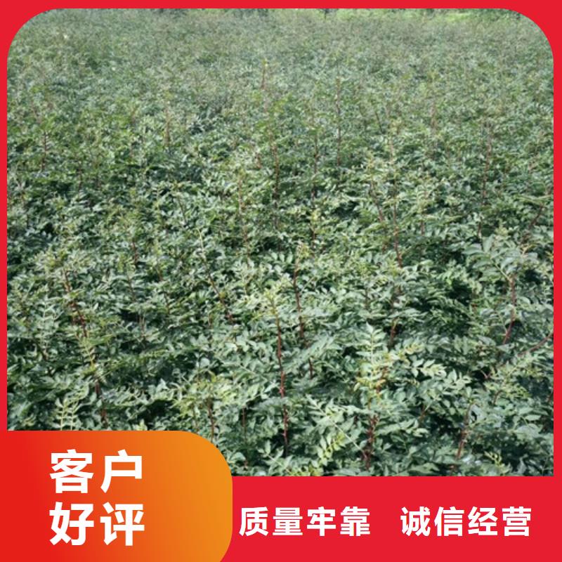 花椒苗梨樹苗快速報價