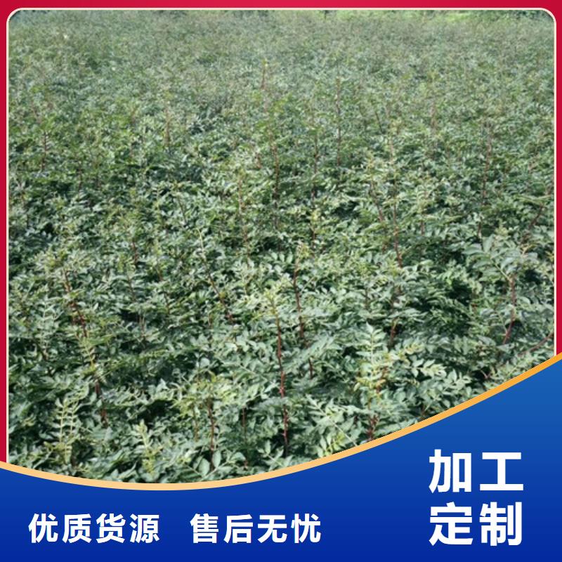 花椒苗-梨樹(shù)苗全品類(lèi)現(xiàn)貨