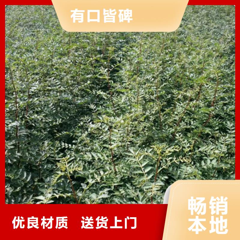 花椒苗量大從優(yōu)