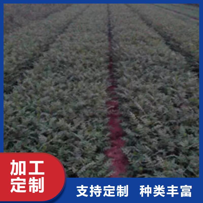花椒苗-梨樹(shù)苗全品類(lèi)現(xiàn)貨